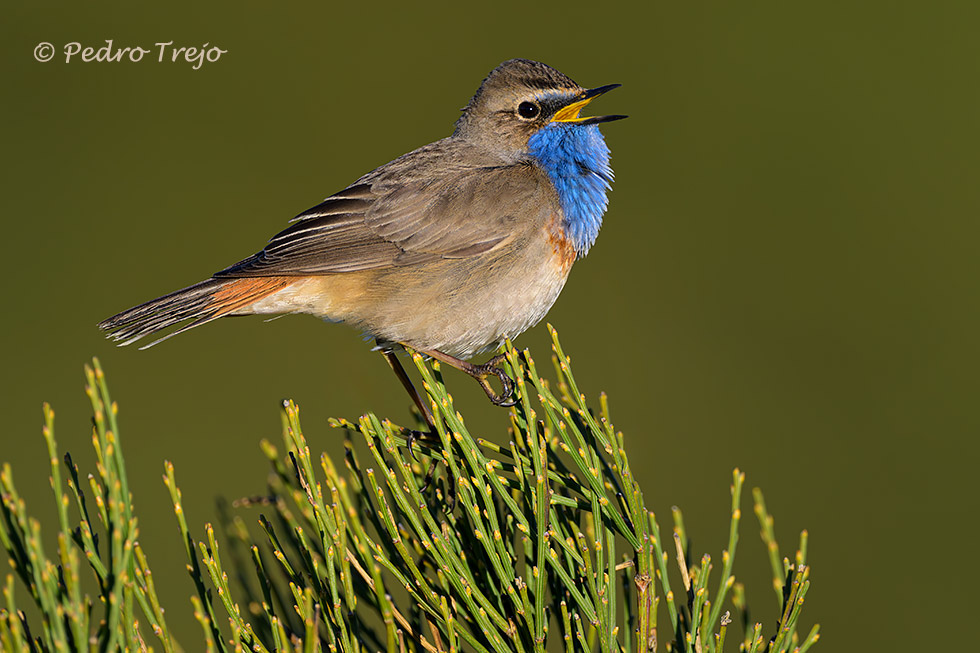 Pechiazul (Luscinia svecica)